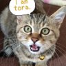 ☪︎ナナミ's profile picture