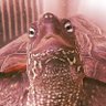 🐢カイエン🐢's profile picture