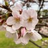 Profilbild von 桜(Sakura)