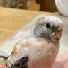 しお profil fotoğrafı