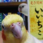 iichiko_hana's profile picture