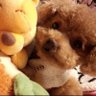Profilbild von とんすけ