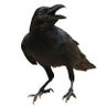 Фото профиля カラスbot
