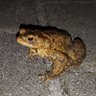 Profilbild von Bufo Bufo
