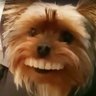 ヒト狩りヨークシャーテリア's profile picture