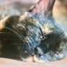 Фото профиля NibiCat