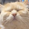 Hajime...'s profile picture
