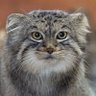 Catealogue 的头像