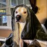 Profilbild von HamChops71