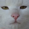 Фото профиля いぼがえる