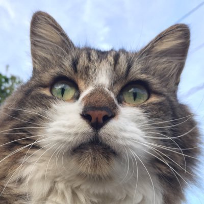 timicyo's profile picture