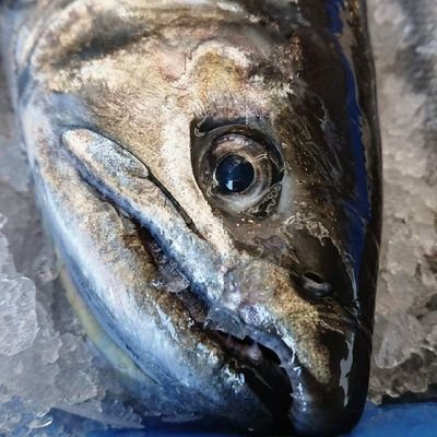 琵琶湖の水産業を本気で何とかする会's profile picture