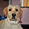 Sanchet Kore's profile picture