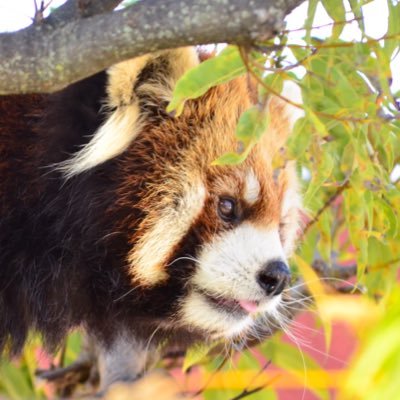 kaki_RedPanda's profile picture