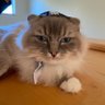 DzL profil fotoğrafı