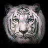Profilbild von Tigre blanc