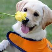 SpecialPuppy1's profile picture