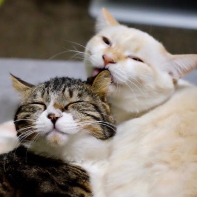 4匹の楽しいおうち's profile picture
