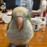 こんぶちゃん's profile picture
