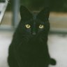 クロネコ写真機研究所～Black cat camera labo～ 的头像