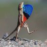 njagathi njaganu's profile picture