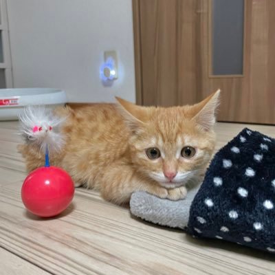 のん太くん🐾's profile picture