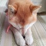 山の中は啓明さ! profil fotoğrafı