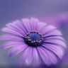 Tugsuu's profile picture