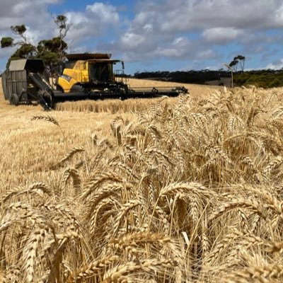 Mark Modra's profile picture
