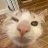 Dolly profil fotoğrafı