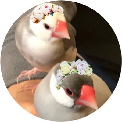 ぶんちょネルラ🌾🍎🍋🍇🍈🍓🍌🍊🥝's profile picture