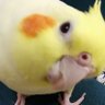 رجل من الزمن الجميل profil fotoğrafı