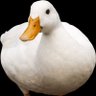 John Mc Duck profil fotoğrafı