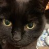 大声猫(音子)🍋おとたび雑貨店's profile picture