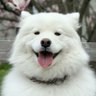Kris 的头像