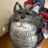Фото профиля ただのねこ