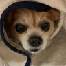 Profilbild von ちびほー