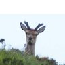 Insert Awesome's profile picture