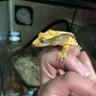 すんこ 的头像