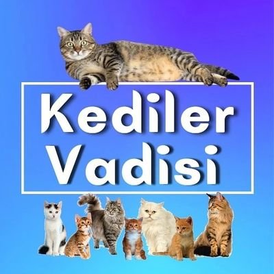 Kediler Vadisi's profile picture