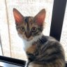 ぐらPON🐈's profile picture