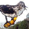Bastian Birke profil fotoğrafı
