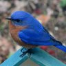 Фото профиля BlueByrd (Vegan)