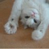 Eмма Gоn🐈‍⬛CN💫♻️ 75-78 KO-Ñ profil fotoğrafı