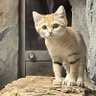 Фото профиля kumi
