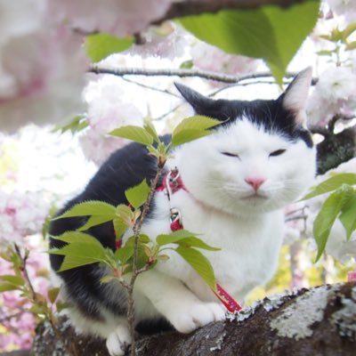にゃにゃにゃにゃー's profile picture