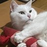 よたか profil fotoğrafı