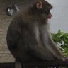 Profilbild von 猿。