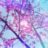 りほち@PON民 profil fotoğrafı