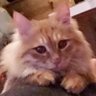 ๅๅฑ's profile picture